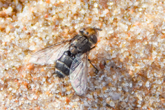 Miltogramminae