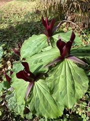 Trillium kurabayashii