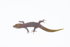 Sphaerodactylus nigropunctatus