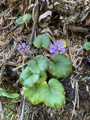 Veronica regina-nivalis