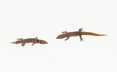 Sphaerodactylus nigropunctatus