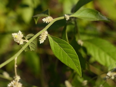 Ouret sanguinolenta