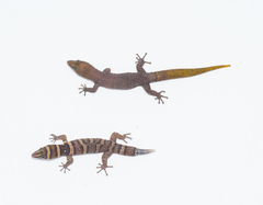 Sphaerodactylus nigropunctatus