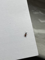 Anthocomus equestris