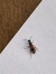 Anthocomus equestris