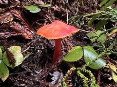 Hygrocybe coccinea