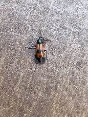 Anthocomus equestris