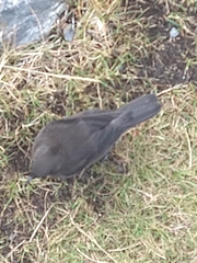 Cinclodes antarcticus