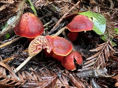 Hygrocybe coccinea