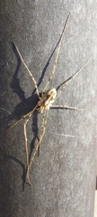 Phalangiinae