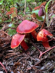 Hygrocybe coccinea