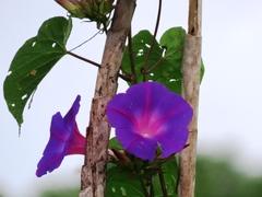 Ipomoea decasperma