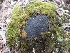 Lichinaceae