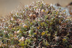 Oxytropis tragacanthoides