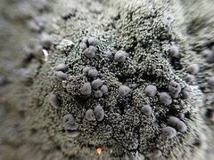 Lichinaceae