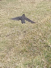 Cinclodes antarcticus