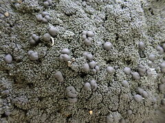 Lichinaceae