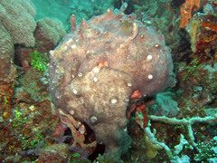 Aplidium