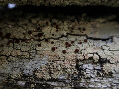 Ophioparma rubricosa