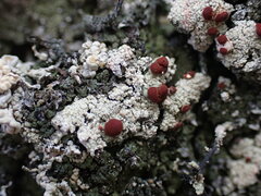 Ophioparma rubricosa