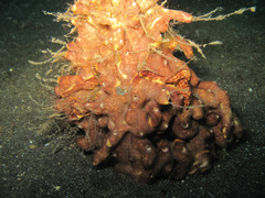 Aplidium