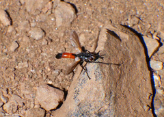 Cylindromyia intermedia