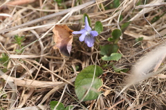 Viola rupestris