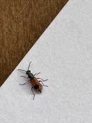 Anthocomus equestris