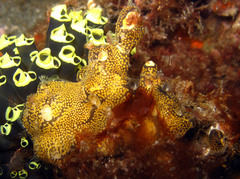 Aplidium