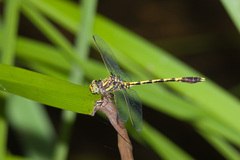 Progomphus obscurus