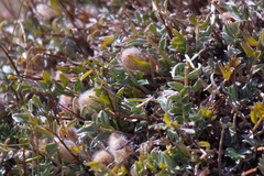 Oxytropis tragacanthoides