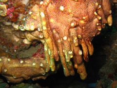Aplidium