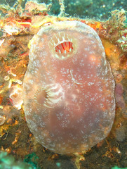 Ascidia ornata