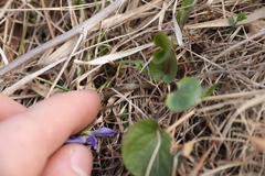 Viola rupestris