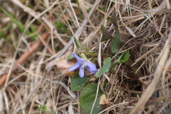 Viola rupestris