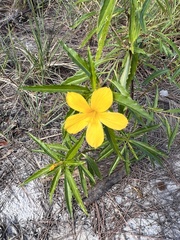 Turnera ulmifolia