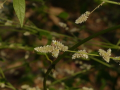 Ouret sanguinolenta