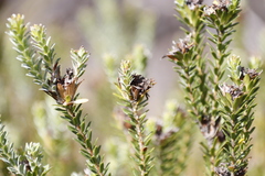 Adenandra gummifera