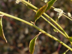 Ouret sanguinolenta