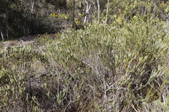 Adenandra gummifera