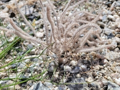 Johnstonella