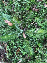 Cycas revoluta