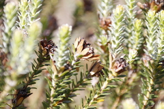 Adenandra gummifera
