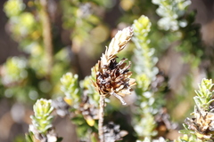Adenandra gummifera