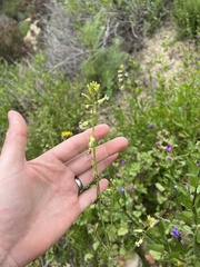 Caulanthus heterophyllus