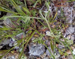 Pectocarya recurvata