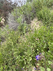 Caulanthus heterophyllus