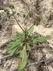 Chorizanthe staticoides