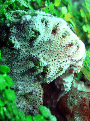 Botryllus