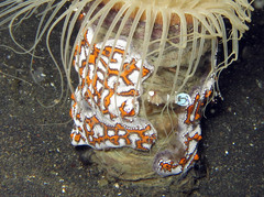 Botryllus